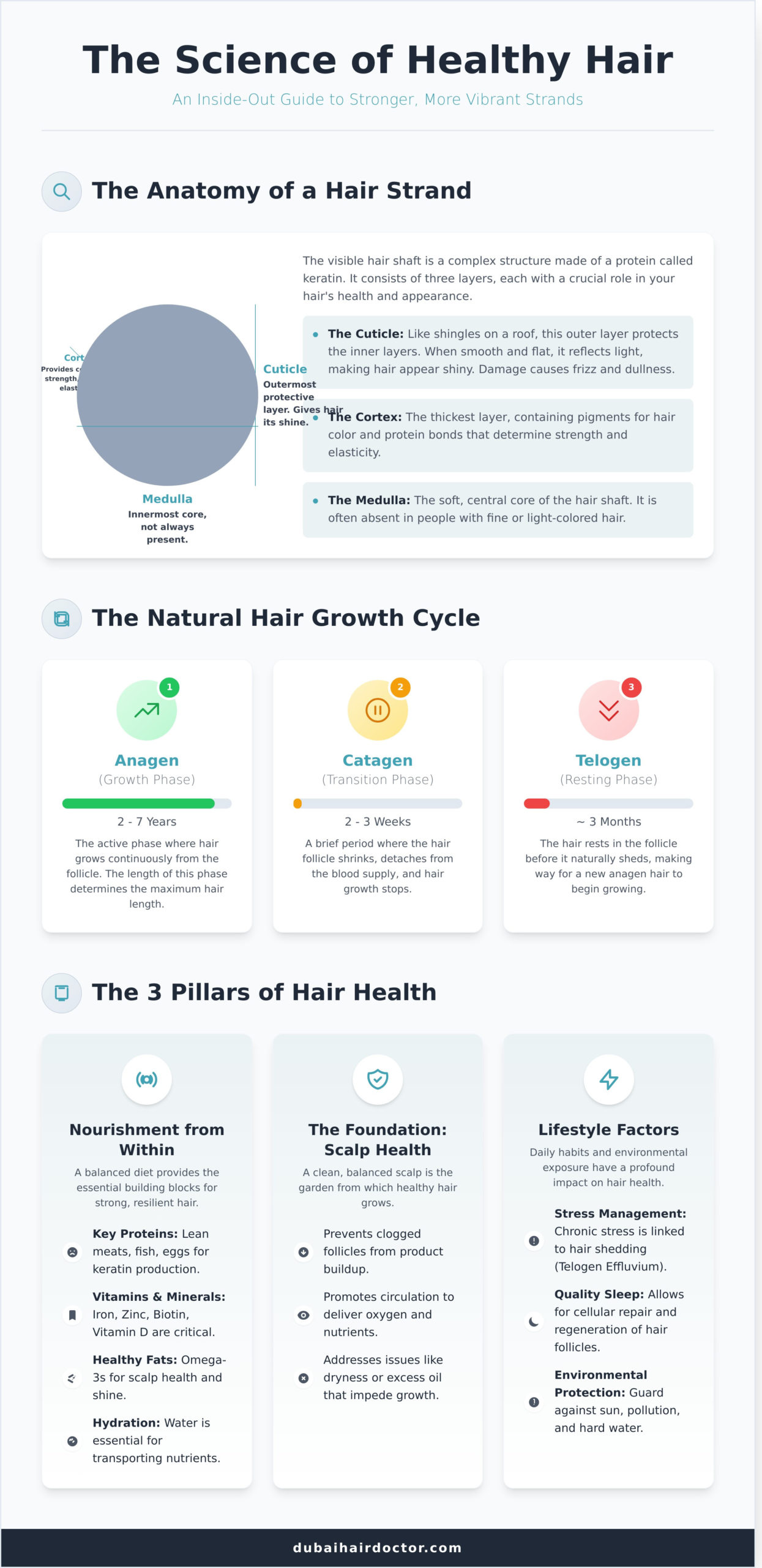 Your Ultimate Guide to Healthy Hair - Infographic